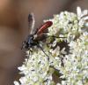 Cylindromyia bicolor
